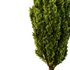 Italian Cypress Tree01 - Thumbnail 1