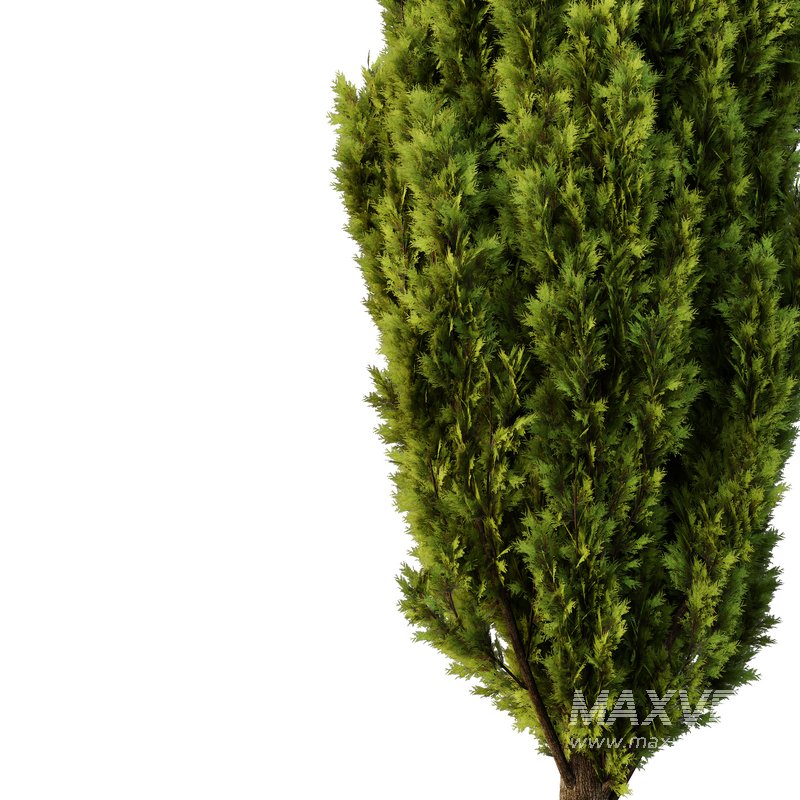 Italian Cypress Tree01 - Image 1