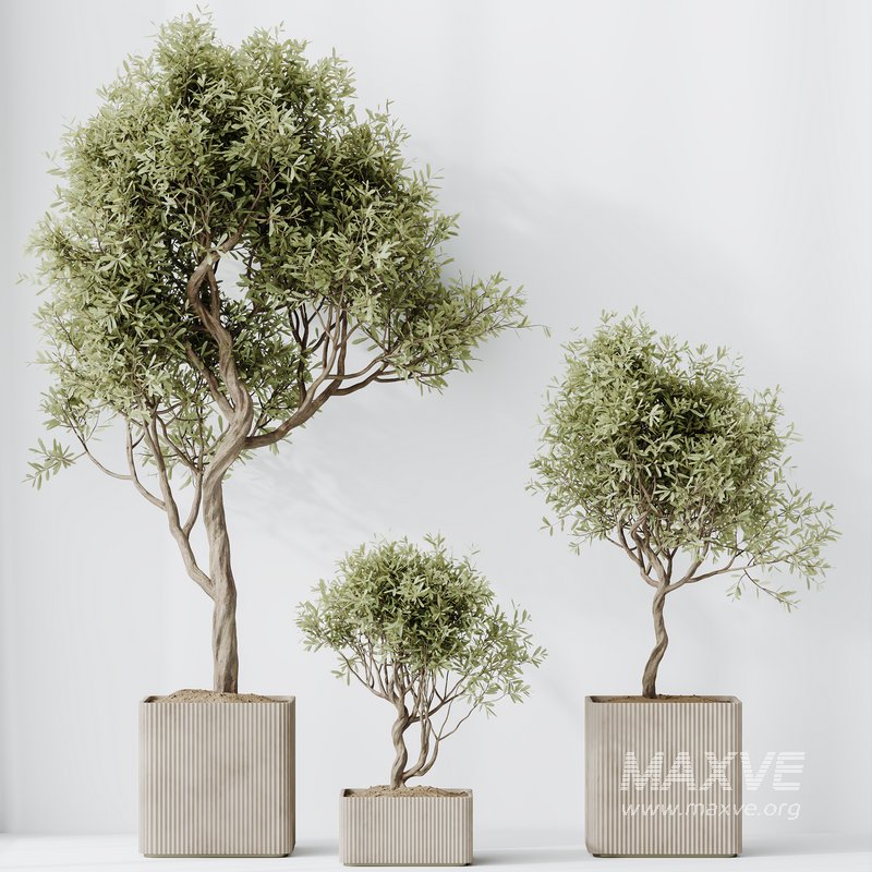 HQ HousePlants Mission Kalamata Leccino Arbequina Wilsonii Chemlali Olive Set 23 - Image 5