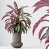HousePlants Calathea Rufibarba Elbergrass Velvet Affordable - Thumbnail 4