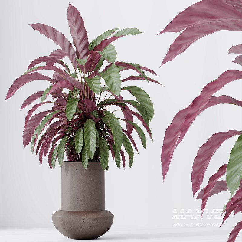 HousePlants Calathea Rufibarba Elbergrass Velvet Affordable - Image 4