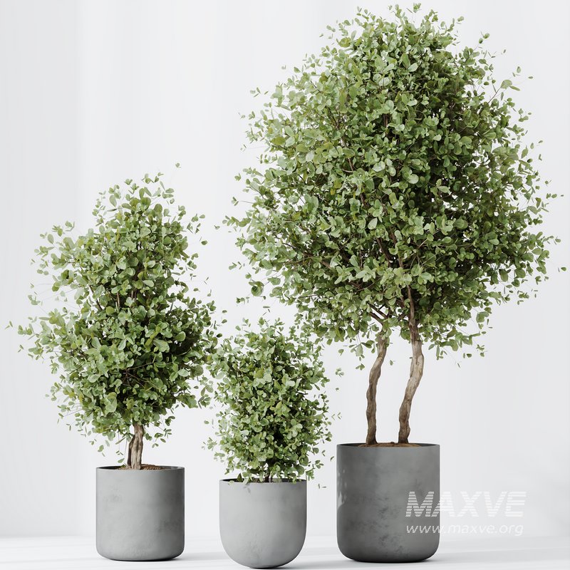 HQ HousePlants Mission Kalamata Leccino Arbequina Wilsonii Chemlali Olive Set18 - Image 2