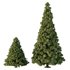 Spruce Tree07 - Thumbnail 1