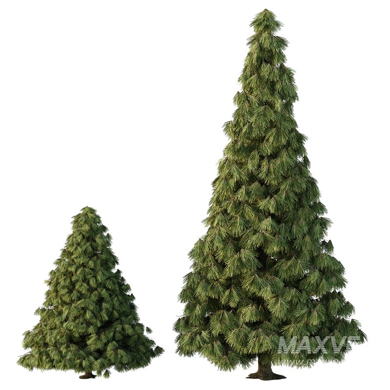 Spruce Tree07 - Image 1