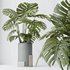 HousePlants Elegant Monstera Deliciosa Large Leaf Form Swiss Cheese Set03 - Thumbnail 4
