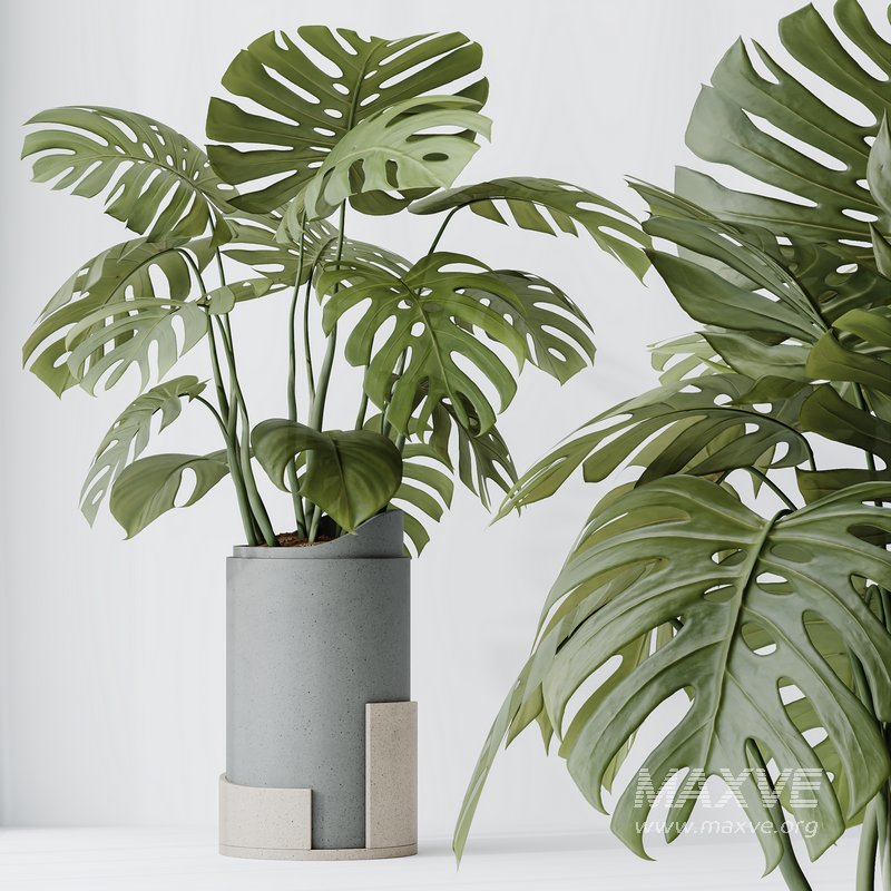 HousePlants Elegant Monstera Deliciosa Large Leaf Form Swiss Cheese Set03 - Image 4