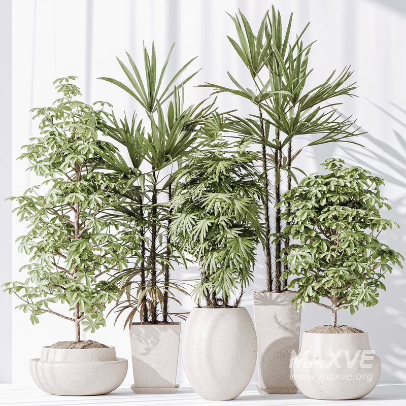 Indoor plant set 35 - Image 3