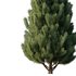 pin tree 03 - Thumbnail 3