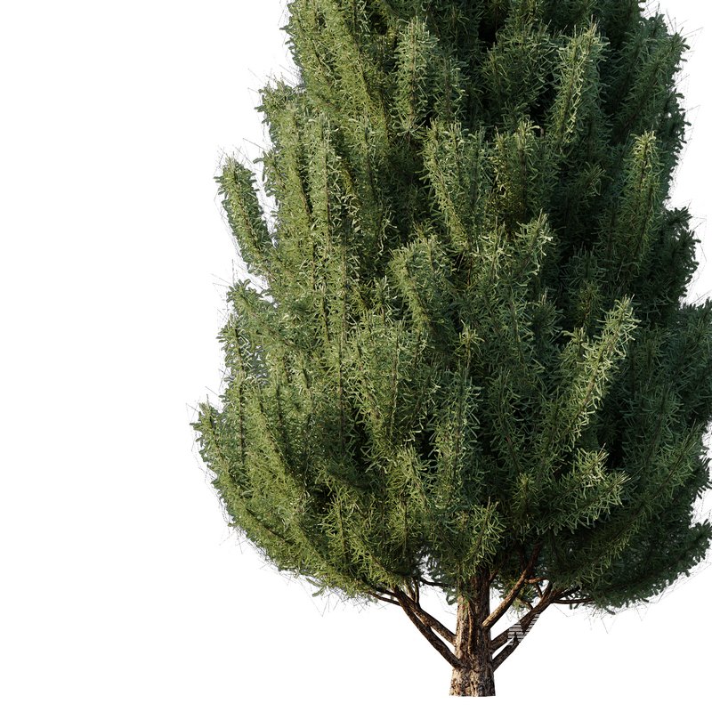 pin tree 03 - Image 3