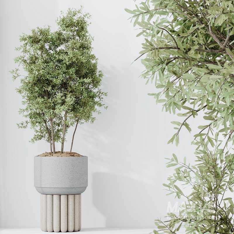 HousePlants Mission Kalamata Leccino Arbequina Wilsonii Chemlali Olive Set13 - Image 4