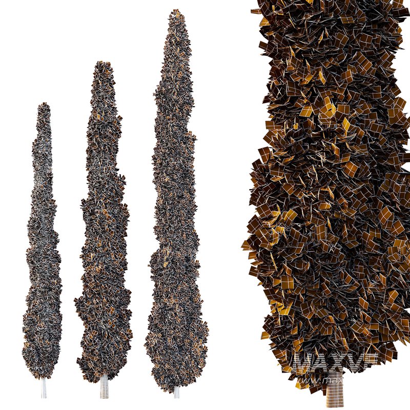 Italian Cypress Tree03 - Image 2