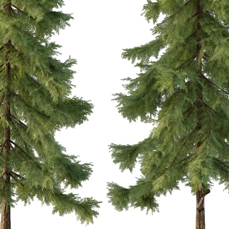 Alaska cedar Tree03 - Image 2