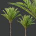 HQ Plants Phoenix Dactylifera Date Jurassic Palm Tree - Thumbnail 4
