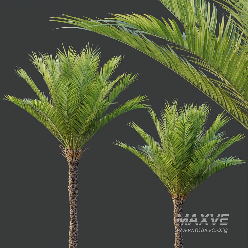 HQ Plants Phoenix Dactylifera Date Jurassic Palm Tree - Image 4