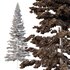 Spruce Tree05 - Thumbnail 2