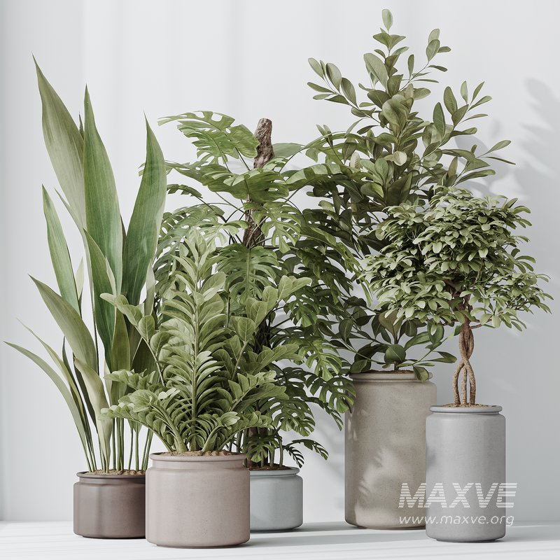 Indoor Plants Set 42 - Image 3