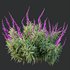 HQ Plants Salvia Leucantha Mexican Sage Santa Barbara - Thumbnail 1