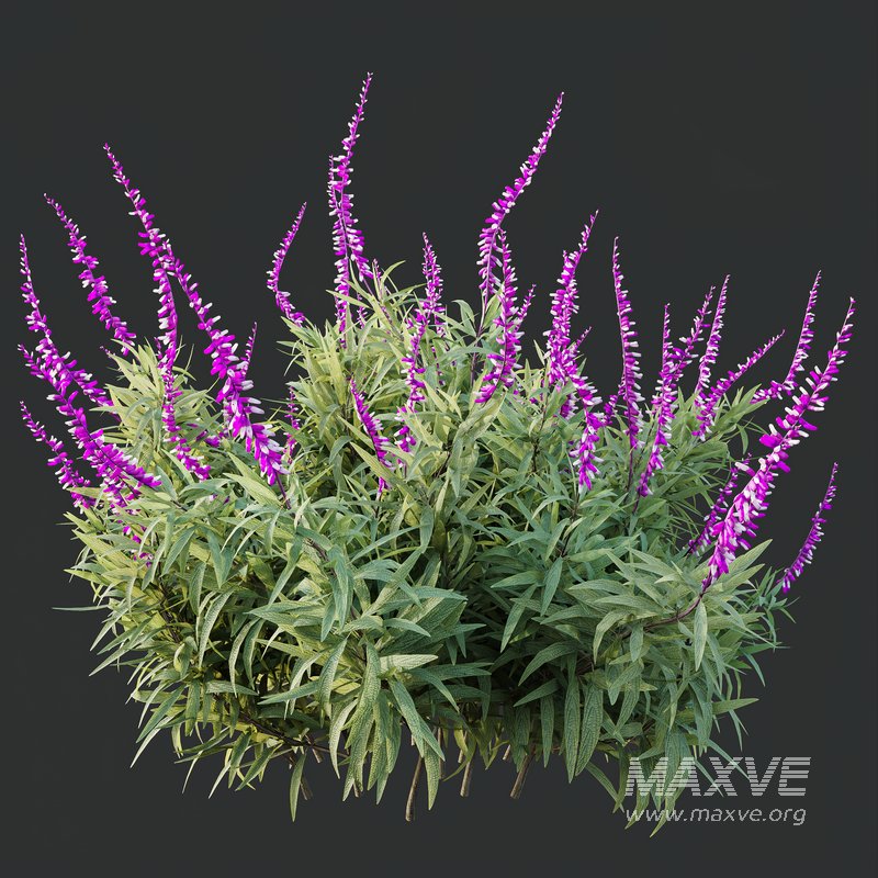 HQ Plants Salvia Leucantha Mexican Sage Santa Barbara - Image 1
