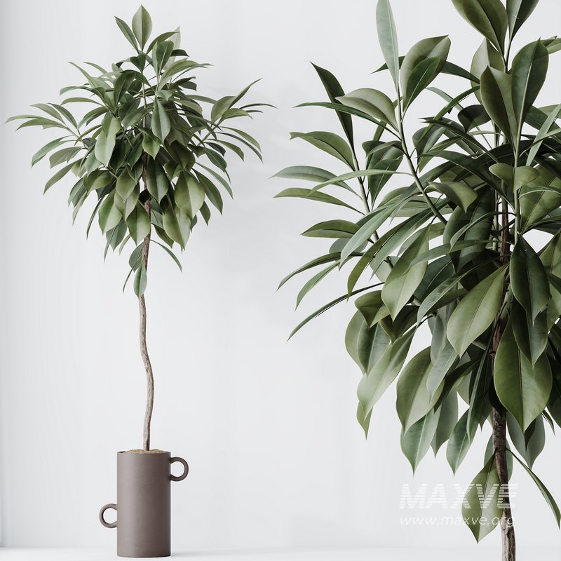 HousePlants Ficus Cyathistipula African Fig Set03 - Image 1