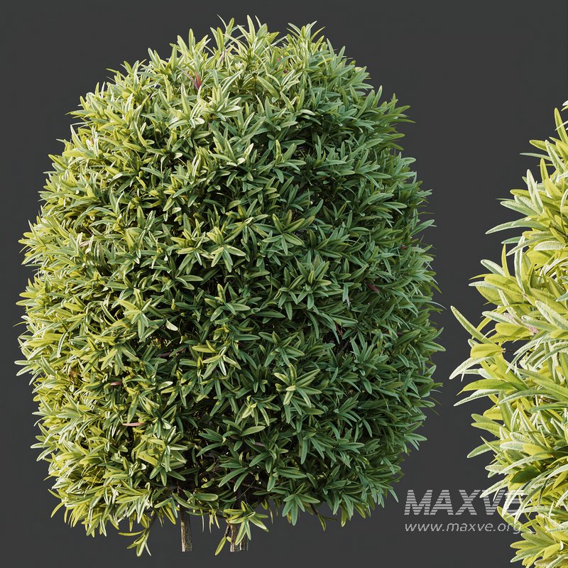 HQ Plants Phillyrea Angustifolia Rosemarinifolia Nana Architectural - Image 4