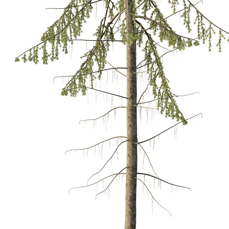 Spruce Tree02 - Image 4