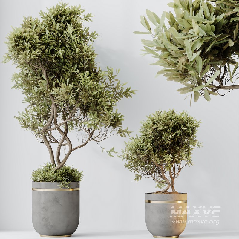 HQ HousePlants Mission Kalamata Leccino Arbequina Wilsonii Chemlali Olive Set 22 - Image 3