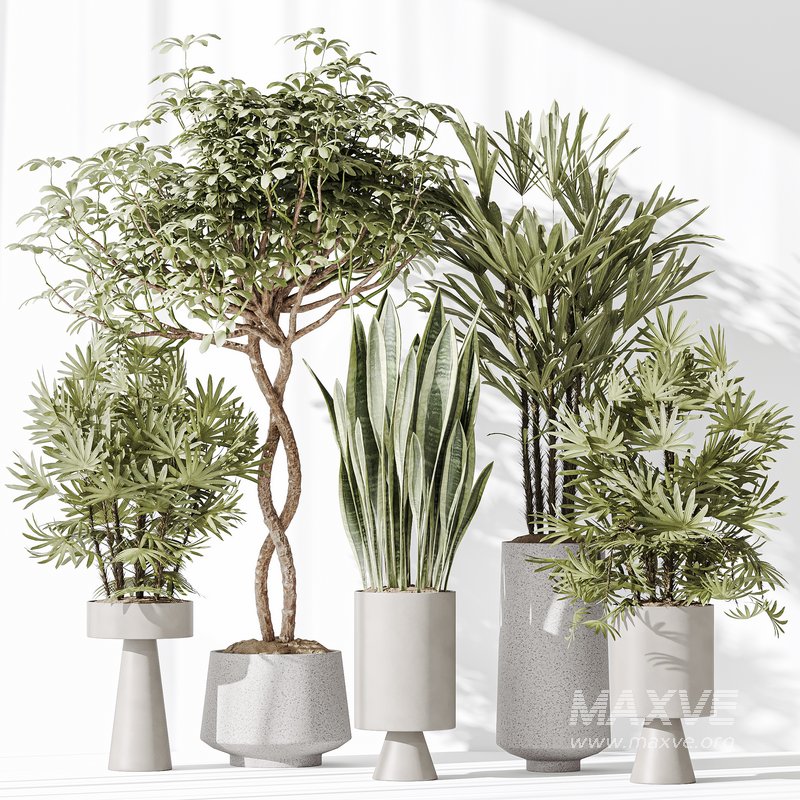 Indoor plant set 29 - Image 4