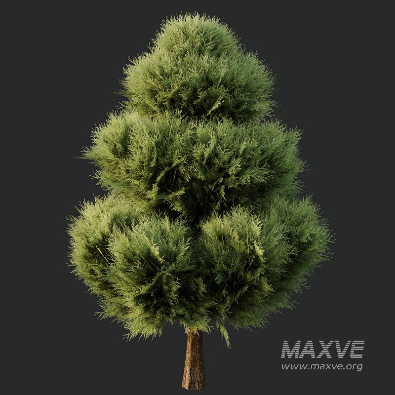 Italian Cypres Bush02 - Image 2