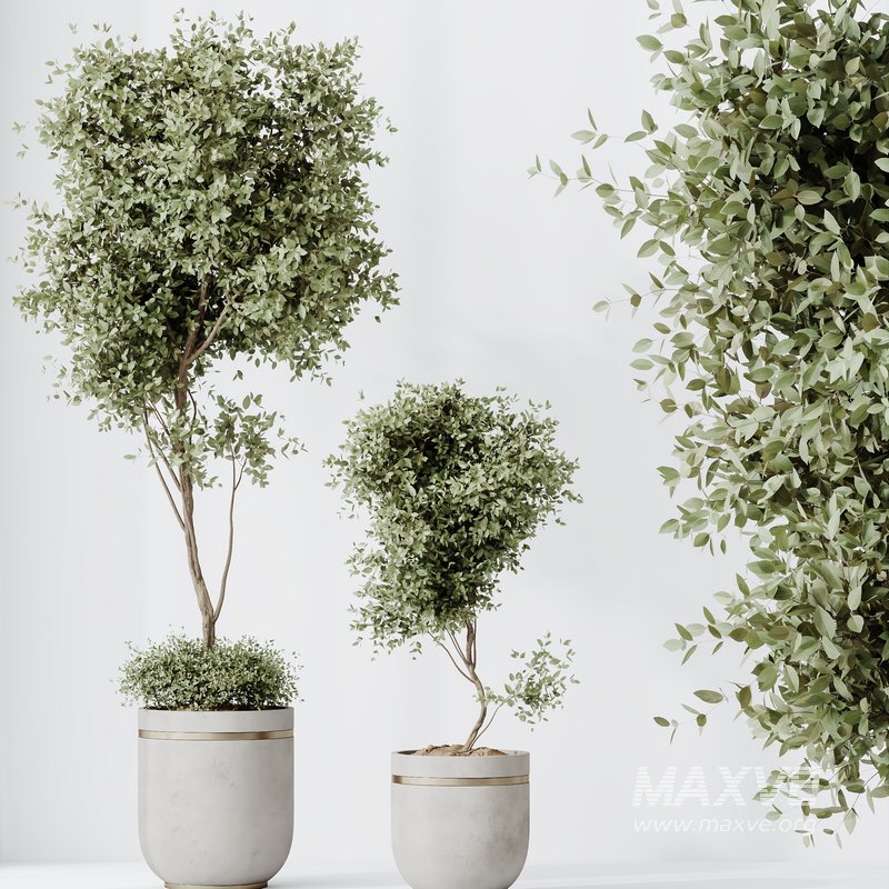 HQ HousePlants Mission Kalamata Leccino Arbequina Wilsonii Chemlali Olive Set 21 - Image 2