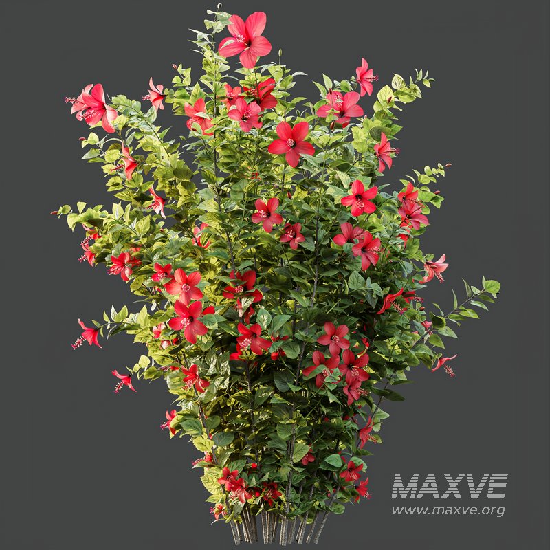HQ Plants Hibiscus Rosa Sinensis Red Chinese - Image 3