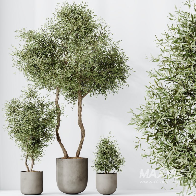 HQ HousePlants Mission Kalamata Leccino Arbequina Wilsonii Chemlali Olive Set 20 - Image 3