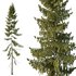 Spruce Tree01 - Thumbnail 2
