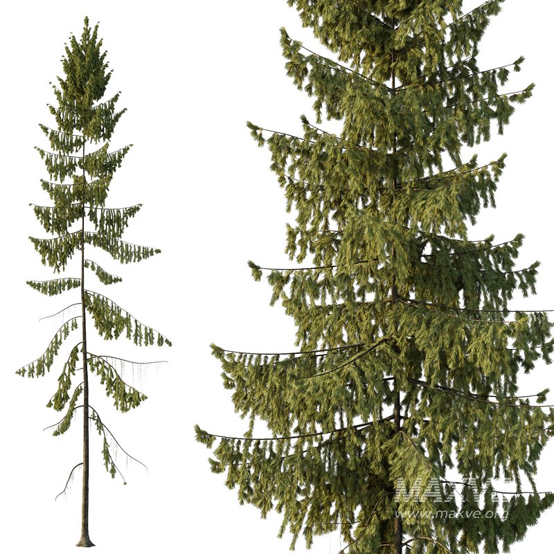 Spruce Tree01 - Image 2