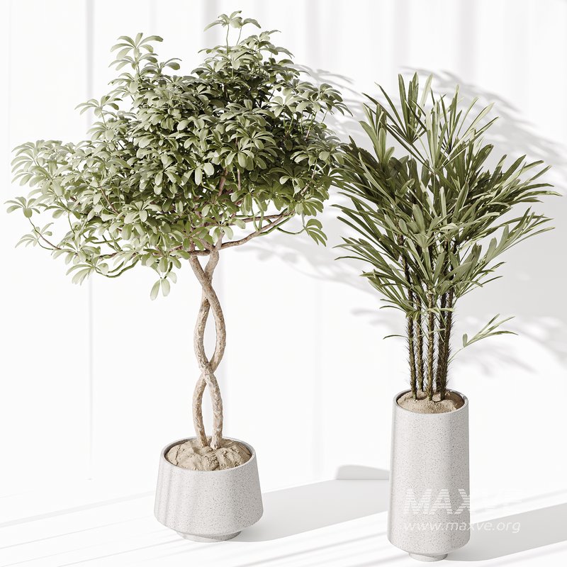 Indoor plant set 29 - Image 2