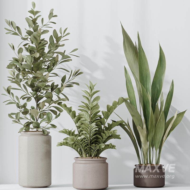 Indoor Plants Set 42 - Image 4