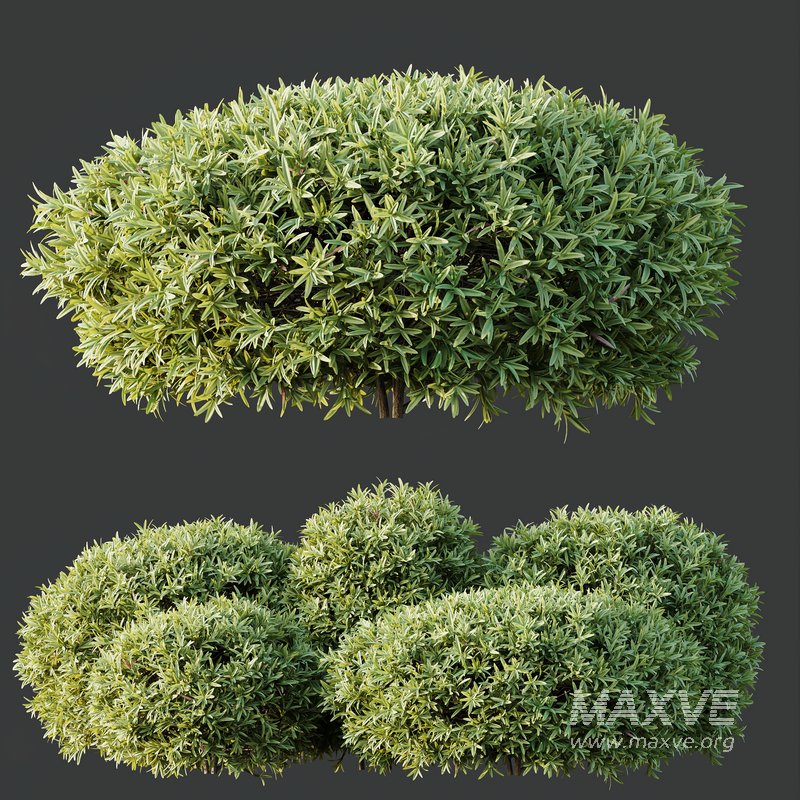 HQ Plants Phillyrea Angustifolia Rosemarinifolia Nana Architectural - Image 2