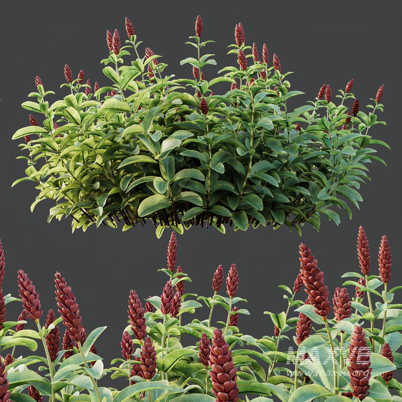 HQ Plants Costus Speciosus Bulbs Crape Malay Ginger - Image 2