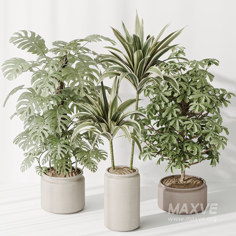 Indoor plant set 39 - Image 2