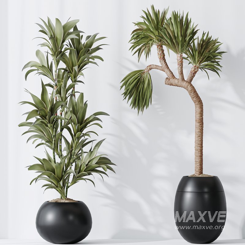 Indoor plant set 47 - Image 2