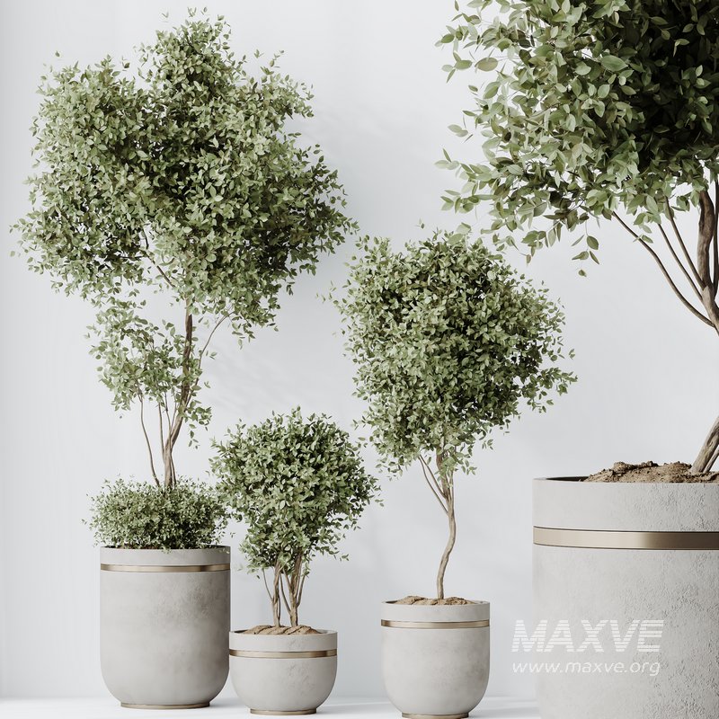 HQ HousePlants Mission Kalamata Leccino Arbequina Wilsonii Chemlali Olive Set 21 - Image 4