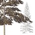 Spruce Tree04 - Thumbnail 2