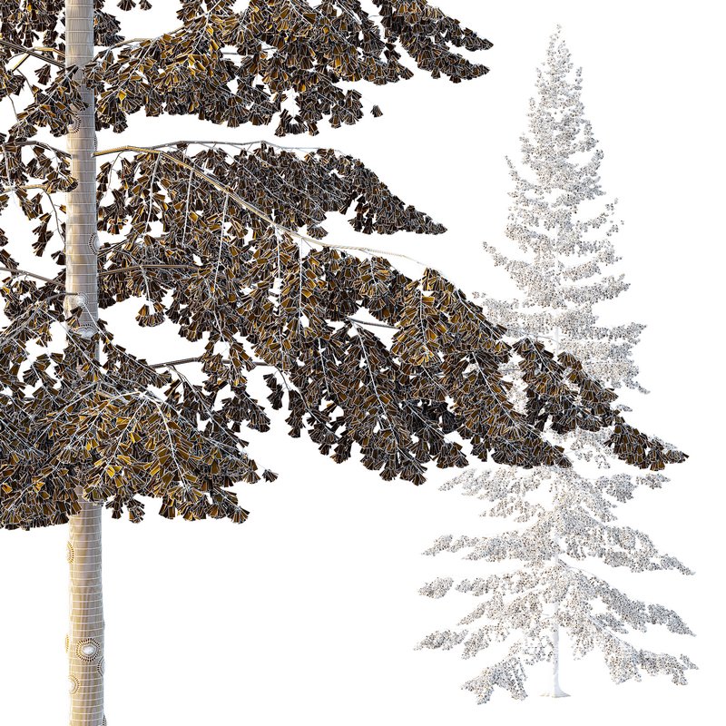 Spruce Tree04 - Image 2