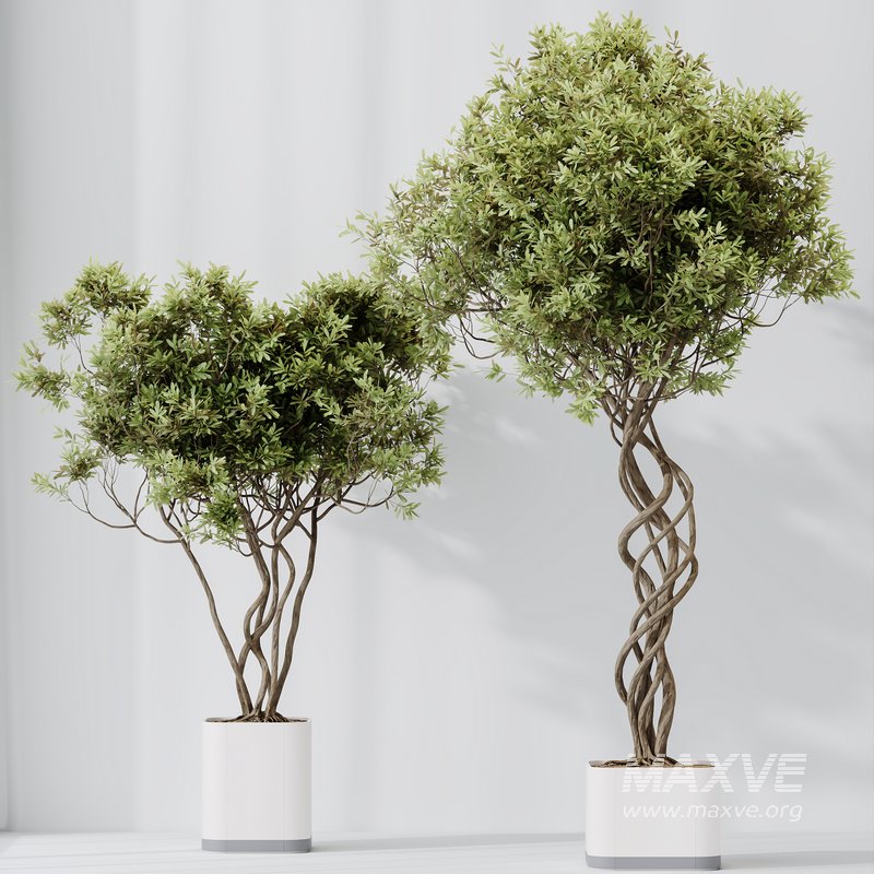 HQ HousePlants Mission Kalamata Leccino Arbequina Wilsonii Chemlali Olive Set16 - Image 3