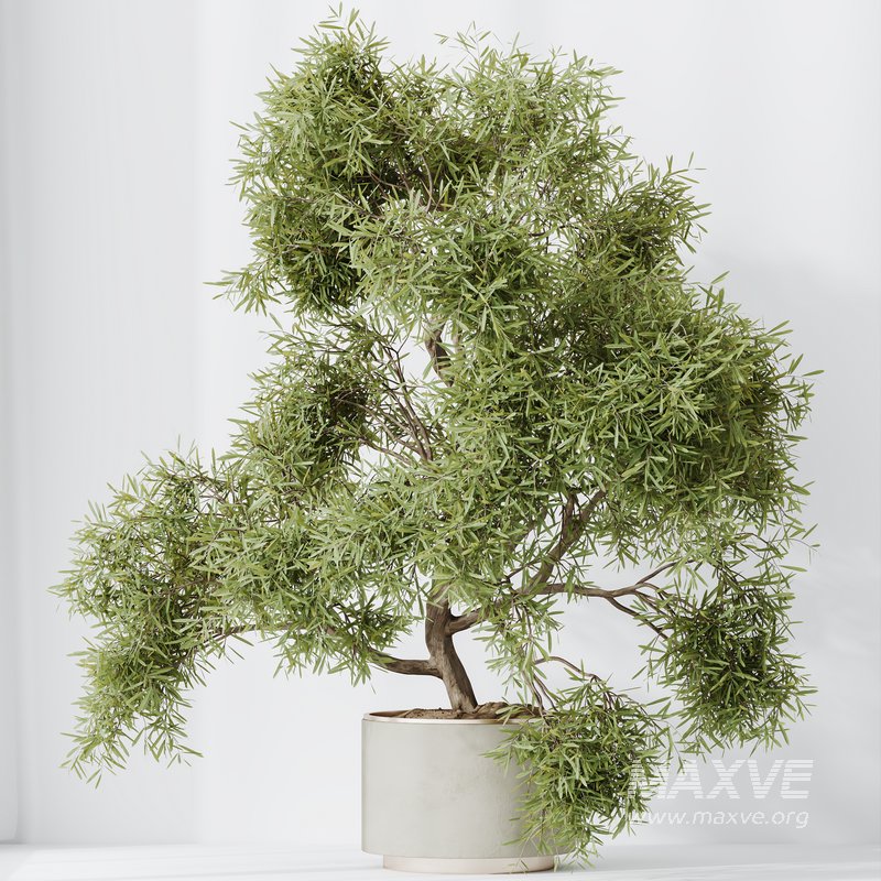 HQ HousePlants Mission Kalamata Leccino Arbequina Wilsonii Chemlali Olive Set 24 - Image 4