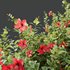 HQ Plants Hibiscus Rosa Sinensis Red Chinese - Thumbnail 4