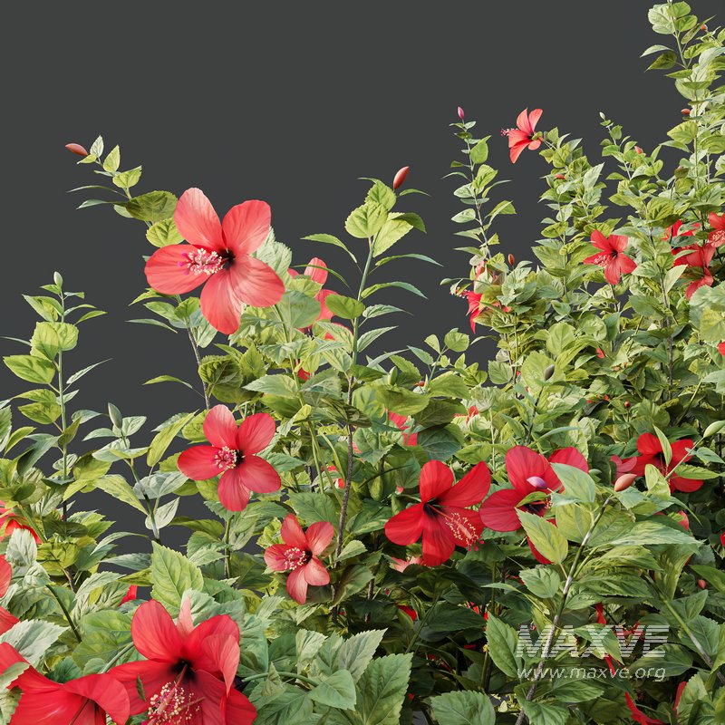 HQ Plants Hibiscus Rosa Sinensis Red Chinese - Image 4