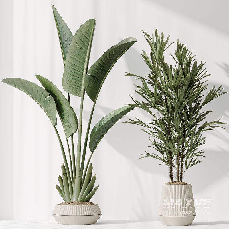 Indoor plant set 49 - Image 3