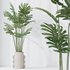 HousePlants Elegant Monstera Deliciosa Large Leaf Form Swiss Cheese Set04 - Thumbnail 2