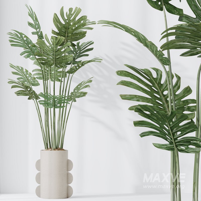 HousePlants Elegant Monstera Deliciosa Large Leaf Form Swiss Cheese Set04 - Image 2