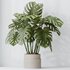 HousePlants Elegant Monstera Deliciosa Large Leaf Form Swiss Cheese Set03 - Thumbnail 1